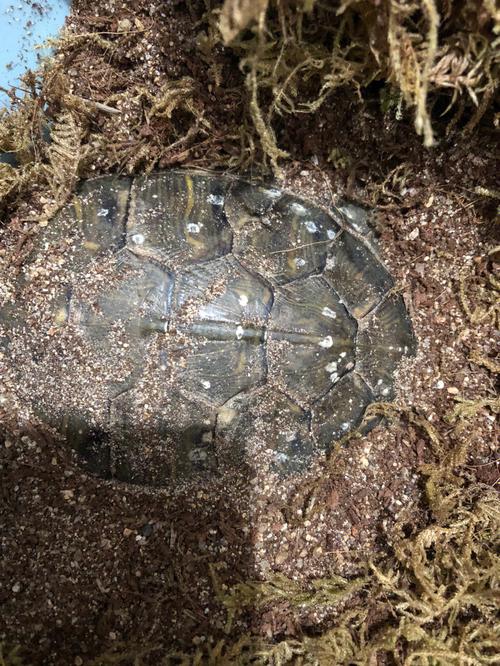巴西乌龟冬眠需要干养还是水养